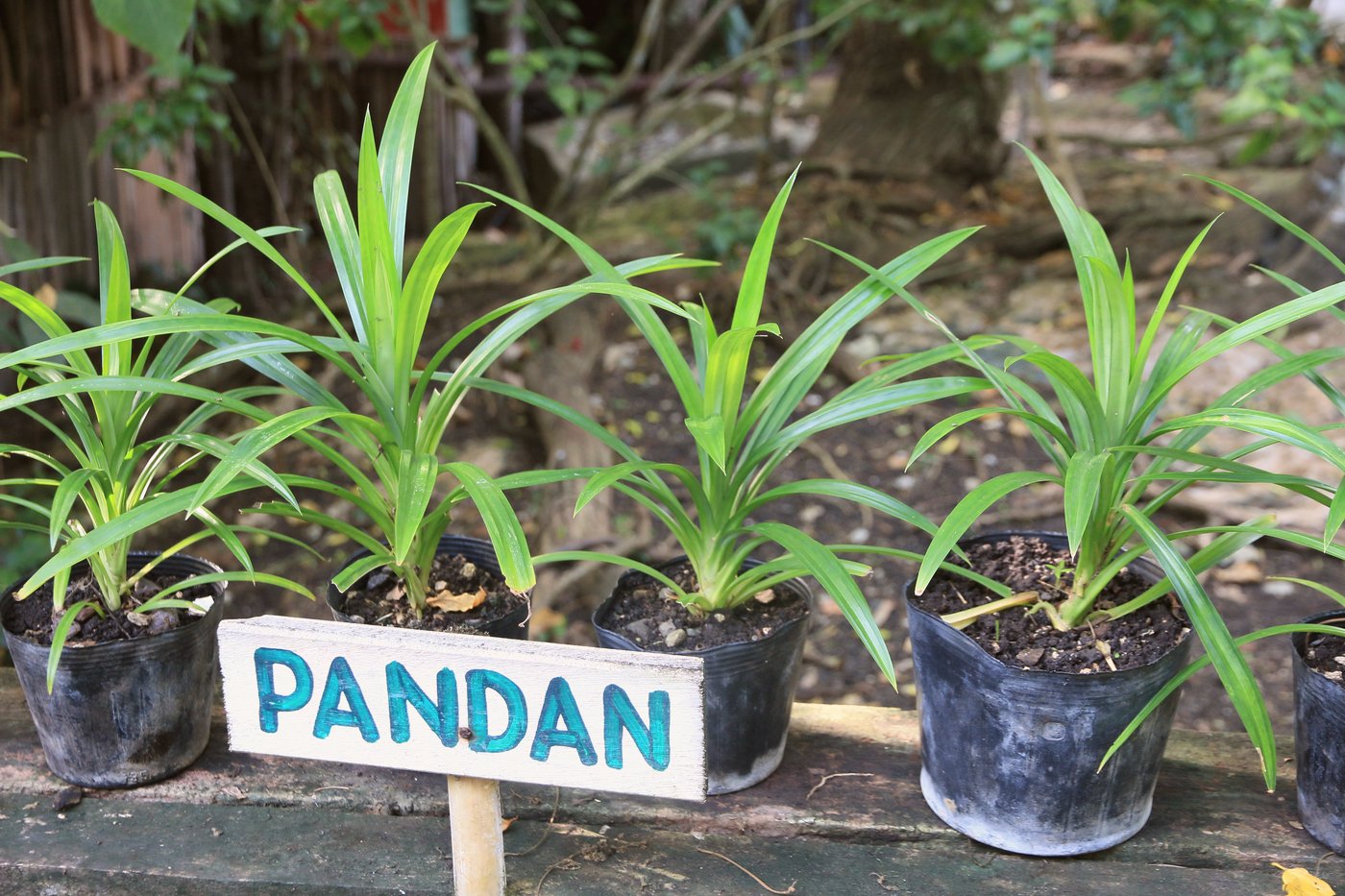 Bohol Bee Farm herb garden, Dauis