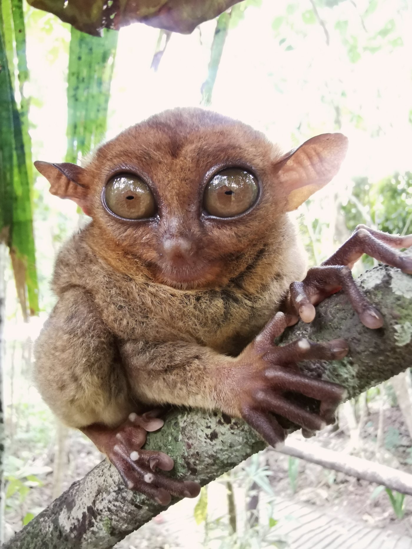 Philippine Tarsier, Bohol